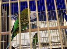 طيور الحب بادجي ( Budgie) Love Birds (200 SAR طيور الحب بادجي ( Budgie) Love Birds (200 SAR