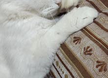 قطة انثى للبيع قطة انثى للبيع
