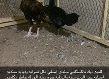 للبيع دياي باكستاني للبيع دياي باكستاني