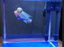 Complete set 6 months old Sobo Aquarium with everything you can see inside the aquarium Complete set 6 months old Sobo Aquarium with everything you can see inside the aquarium