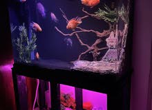 Aquarium for sale with handmade stand