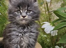 Maincoon Kitten Rare Breed
