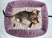 Bengal Kittens Bengal Kittens