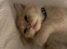 Kitten for adoption Kitten for adoption