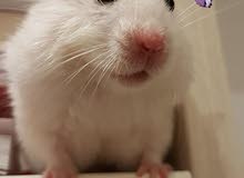 syrian & dwarf hamsters syrian & dwarf hamsters