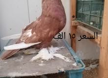 نفاخ زوج فحلة نفاخ زوج فحلة