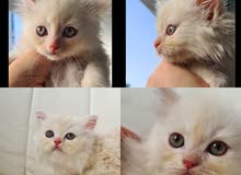 Persian Kitten moon face  قطة شيرازي