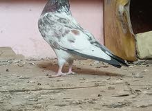 تاره نثيه تاره نثيه