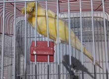 اقره الوصف اقره الوصف