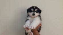 جراوي بيور الاسكان مالموت الدب بسعر قابل للتفاوض ALASKAN MALAMUTE PUPPIES جراوي بيور الاسكان مالموت الدب بسعر قابل للتفاوض ALASKAN MALAMUTE PUPPIES