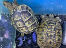 Turtle/Tortoises Turtle/Tortoises