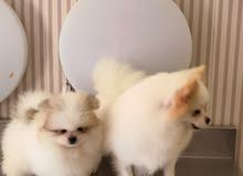 pomeranian mother she have 1year 6 month+the son 1 month pomeranian mother she have 1year 6 month+the son 1 month