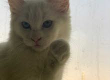 قطه شيرازيه قطه شيرازيه