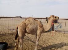 جعود سمين ونظيف جعود سمين ونظيف