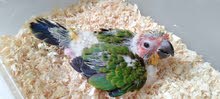 Sun Conure Baby , 1 leg is twisted. Sun Conure Baby , 1 leg is twisted.