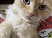 cat needs a home cat needs a home