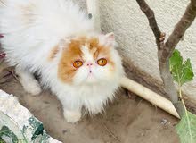 قطه بيرشن قطه بيرشن