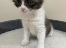 cat kitten for sale