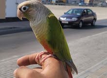 كنيور للبيع conure for sale كنيور للبيع conure for sale