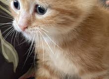 cats for sale / Persian Himalayan cats for sale / Persian Himalayan