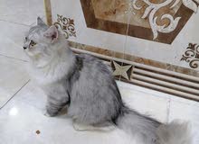 قطه نوع شانشله للبيع عمرها 5 اشهر قطه نوع شانشله للبيع عمرها 5 اشهر