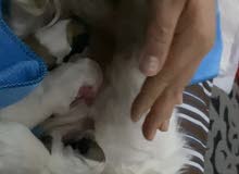 Shih tzu 23 days old Shih tzu 23 days old