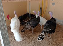 Turkey black Turkey black
