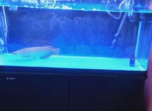 aquarium aquarium