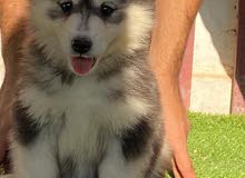Siberian husky puppy Siberian husky puppy