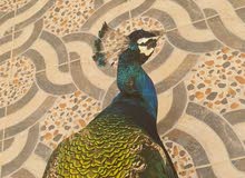 طاووس هندي للبيع اقرء الوصف قابل للتفاوض أو للبدل بصن كنيور