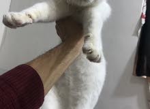 قط انكور ذكر عمر 5 اشهر قط انكور ذكر عمر 5 اشهر