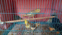 Cockatiel Bird Cockatiel Bird