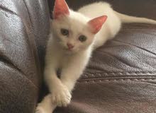 pure turkish angora short hair (female) pure turkish angora short hair (female)