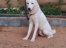 blue eyes pure white husky male blue eyes pure white husky male
