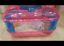 هامستر للبيع hamster for sale هامستر للبيع hamster for sale
