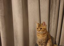 Kitten British Short-hair (male) 5 months old Kitten British Short-hair (male) 5 months old