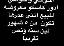 مطلوب كاسكو عمره 3 شهور الى سنه ونص كحد اقصى وتكون انثى مطلوب كاسكو عمره 3 شهور الى سنه ونص كحد اقصى وتكون انثى