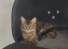 Maine Coon for sale Maine Coon for sale