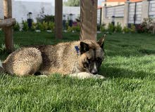 امريكان اكيتا للبيع بداعي السفر — American Akita dog