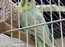 زوج طيور حب للبيع -budgies birds for sale زوج طيور حب للبيع -budgies birds for sale