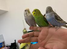 بادجي للبيع بأي سعر بادجي للبيع بأي سعر