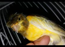 كانالو كاسكي للبيع عمره عامين كانالو كاسكي للبيع عمره عامين