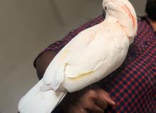 supper jumbo and vary talented Moluccan parrot supper jumbo and vary talented Moluccan parrot