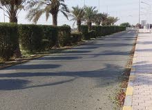 قص الاشجار قص الاشجار