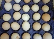 طبقة بيض دجاج عرب ملقح طبقة بيض دجاج عرب ملقح