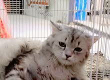 شانشلا ذكر سلڤر شانشلا ذكر سلڤر