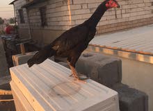 ديج ودجاجه هنديات ديج ودجاجه هنديات