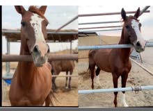 حصان للبيع او خيل للبيع حصان للبيع او خيل للبيع