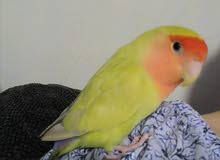 love bird love bird