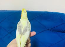 شباب اقرو الوصف شباب اقرو الوصف